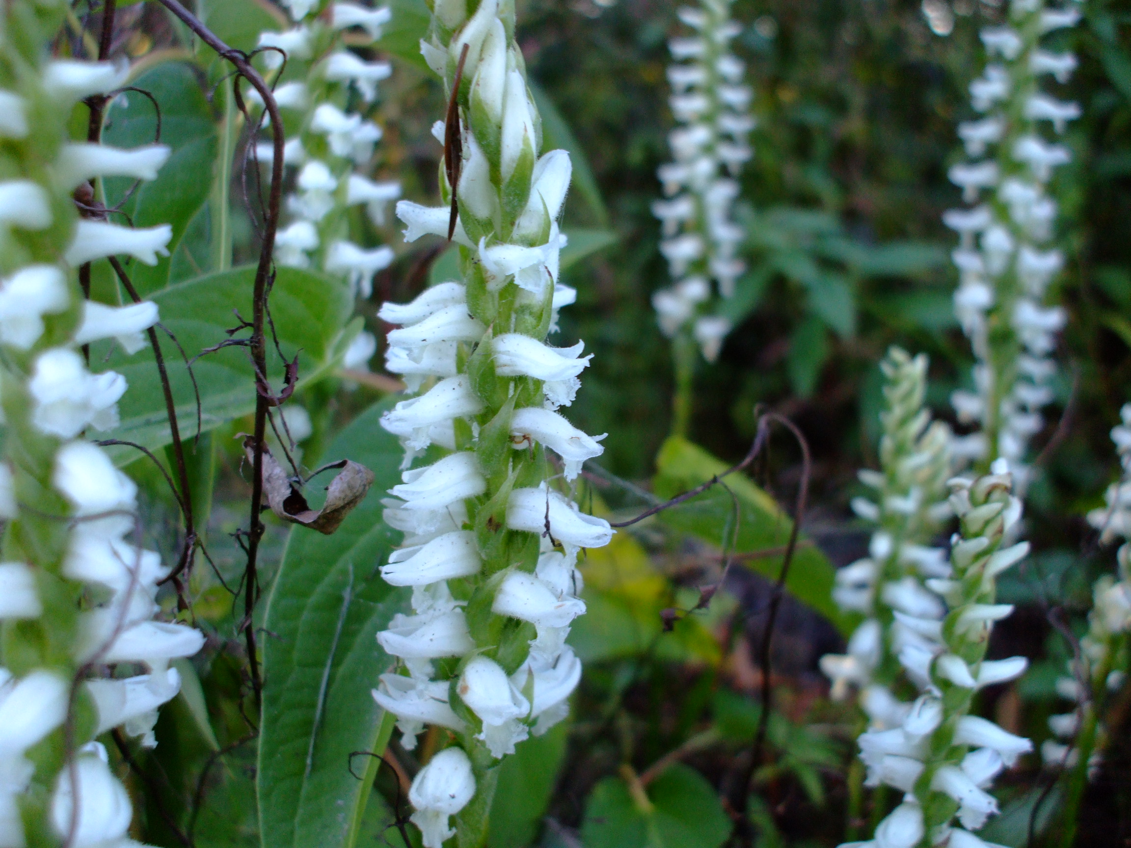Spiranthes cernua